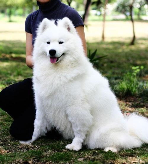 萨摩耶大型犬,萨摩耶大型犬还是中型犬,巨型萨摩耶犬最大多大？