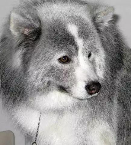 灰色萨摩耶,灰色萨摩耶是什么品种,一身白毛的狗叫什么？