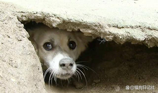 狗为什么喜欢挖洞,狗为什么喜欢挖洞?,狗睡觉为什么找洞？