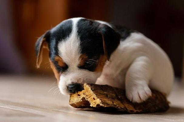 小狗为什么藏食物,小狗为什么藏食物不吃,狗为什么要把食物埋起来呢？