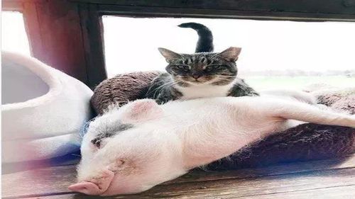 猫为什么不能吃猪肉,猫为什么不能吃猪肉呢,猫能吃五花肉吗？