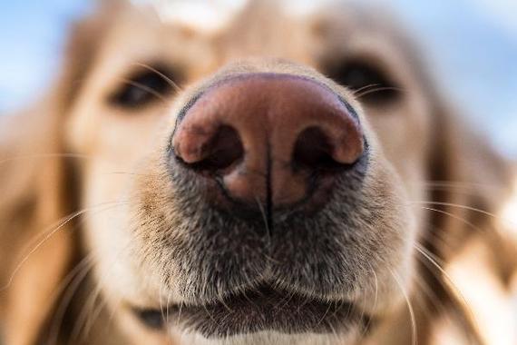 为什么不能摸狗鼻子,为什么不能摸狗鼻子呢,为什么摸狗的鼻子，狗要躲？