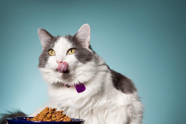 猫为什么不能吃咸的,猫为什么不能吃咸的东西,猫咪能吃咸的食物吗？