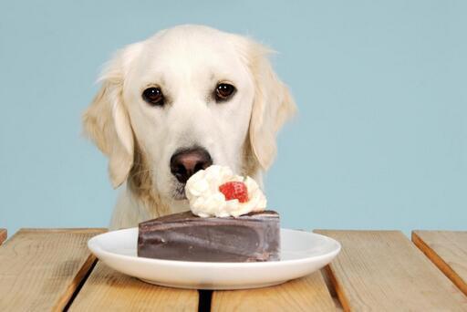 狗为什么不能吃糖,狗为什么不能吃糖和盐,狗吃糖有什么好处？