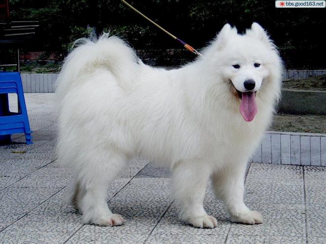 萨摩耶狗狗名字,萨摩耶狗狗名字大全 洋气点的,想给我家的公萨摩犬取个霸气气质好听的名字？