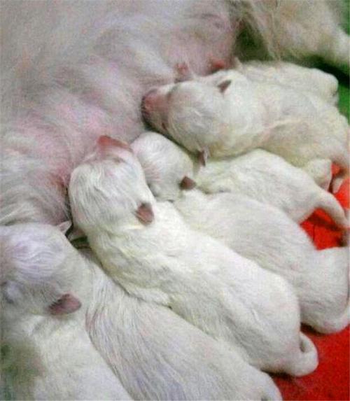 刚出生的萨摩耶,刚出生的萨摩耶图片,萨摩幼犬1-3个月怎么喂养？