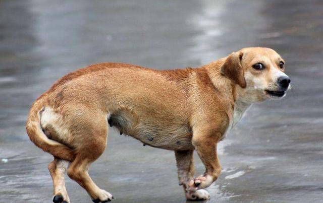 小狗为什么夹尾巴,小狗为什么夹尾巴走路,狗狗在家经常夹着尾巴是怎么回事？