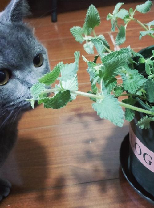 猫薄荷是什么植物,猫薄荷是什么植物的种子,什么是猫薄荷？