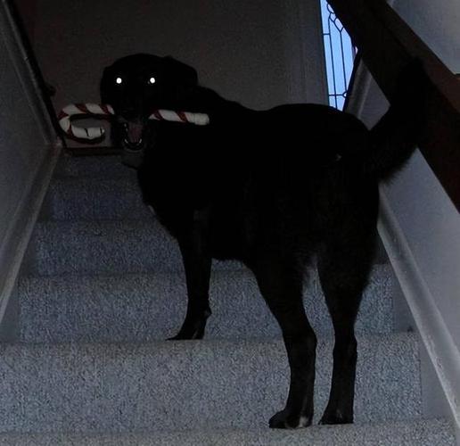 狗为什么能看见鬼,狗为什么能看见鬼魂,黑狗能不能看到不干净东西？