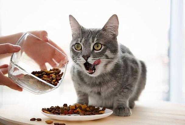 宠物猫不能吃什么,宠物猫不能吃什么食物,猫可以吃饭菜吗？