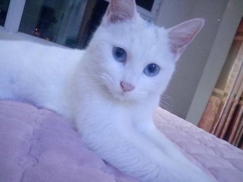 蓝眼白猫是什么品种,蓝眼白猫是什么品种价格,蓝色眼睛的白猫是什么品种？