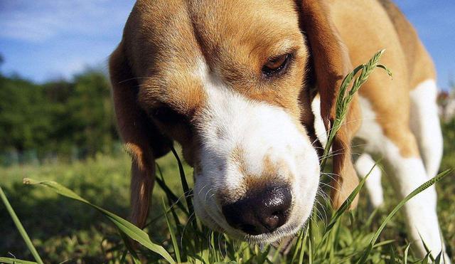 狗狗为什么爱吃草,狗狗为什么吃草的原因,动物爱吃草是什么习性？