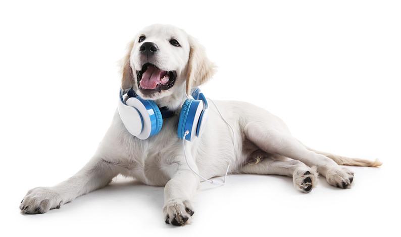 小狗喜欢听什么音乐,小狗喜欢听什么音乐呢,拉布拉多喜欢听的音乐？