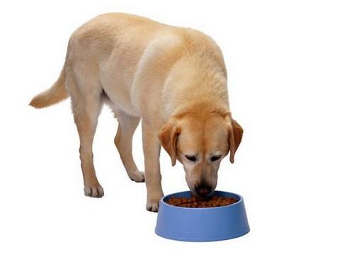狗狗细小恢复期吃什么,狗狗细小恢复期吃什么食物,狗狗细小刚好吃什么好消化有营养？