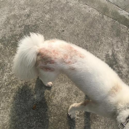 萨摩耶皮肤病图片,萨摩耶皮肤病图片大全,狗狗萨摩耶背上、腿上有红斑。还有小黑点，嘴边毛红红的。是得皮肤病吗？