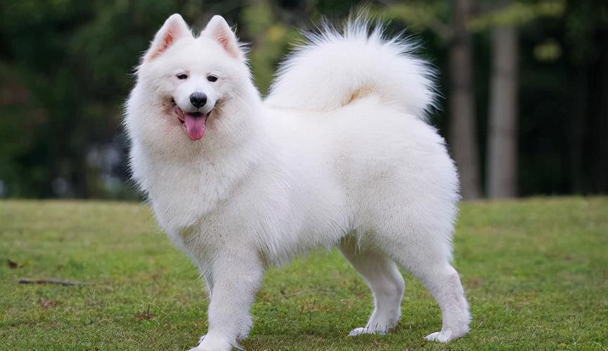萨摩耶犬能长多大,萨摩耶犬能长多大多重,萨摩耶能长多大啊？