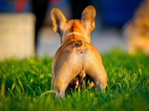 狗为什么喜欢舔屁股,狗为什么喜欢舔屁股,40天大的小狗总是舔屁股，舔自己的大腿根部是怎么回事？