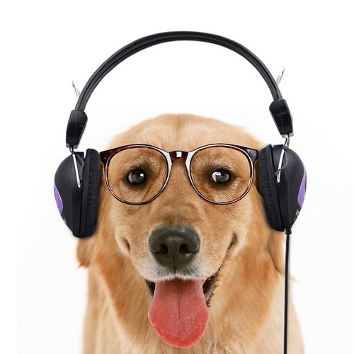 小狗喜欢听什么歌,小狗喜欢听什么歌曲,狗的专属歌曲？