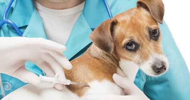 狗狗打疫苗有什么用,狗狗打疫苗有什么用?,狗狗打疫苗到底有用吗？