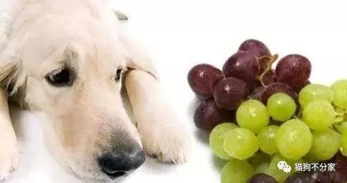 狗狗不可以吃什么水果,狗狗不可以吃什么水果?,幼犬不能吃什么水果？