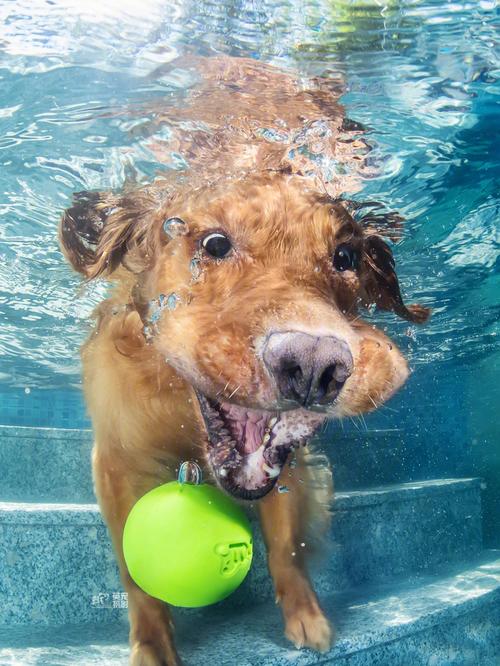 为什么狗天生会游泳,为什么狗天生会游泳而人不会,为什么会游泳的动物天生就会游泳，而人还得学才会？