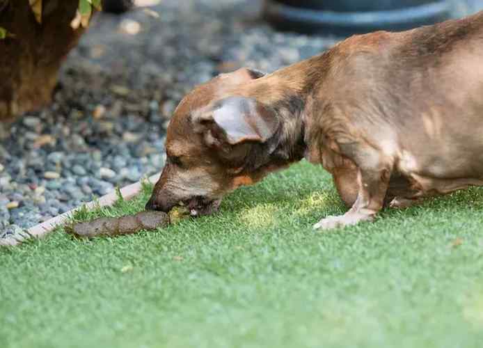 狗为什么会吃土,狗为什么会吃土和草,狗狗啃墙，吃墙灰，去外面舔地，舔泥，是怎么回事？