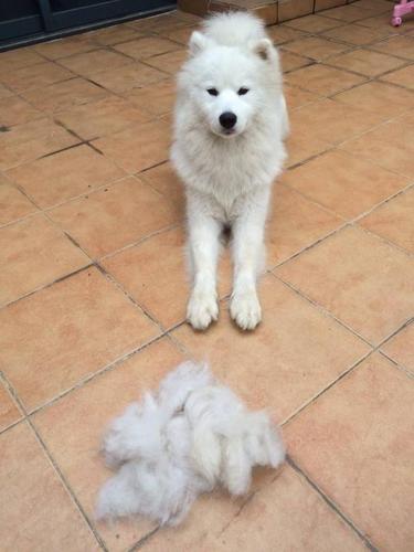 萨摩耶犬掉毛吗,萨摩耶犬掉毛吗?,萨摩耶犬会掉毛吗，萨摩耶掉毛并不是很严重？