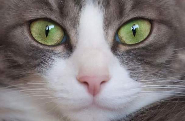 猫的眼睛为什么会变色,猫的眼睛为什么会变色原因,小猫眼睛颜色变色过程？