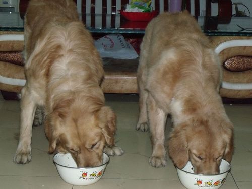 金毛犬吃什么食物最好,金毛犬吃什么食物最好除狗粮外,金毛犬吃什么食物最好？