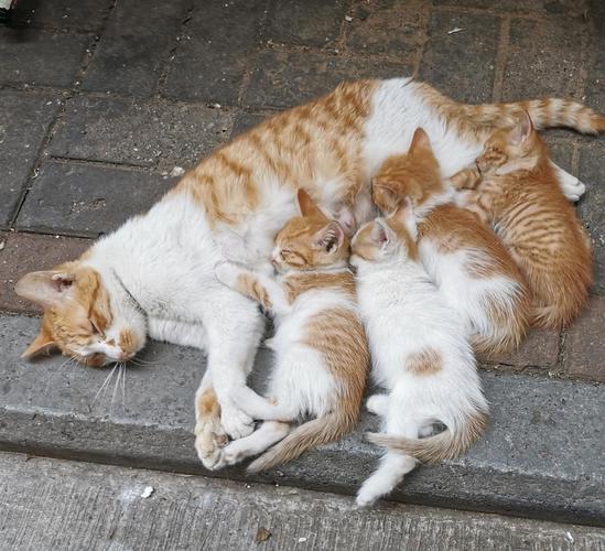 猫妈妈为什么吃小猫,猫妈妈为什么吃小猫的便便,猫妈妈为什么要舔猫崽？