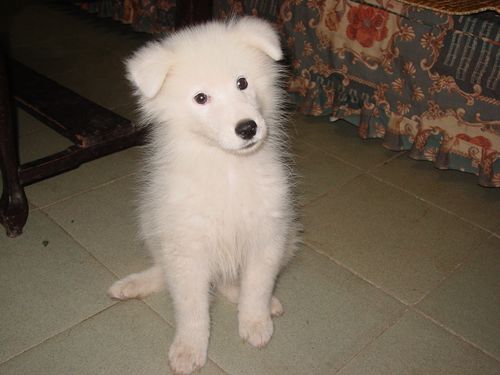 不纯的萨摩耶照片,不纯的萨摩耶照片 幼犬,萨摩耶狼版的是不是不纯？