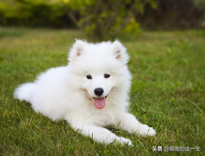 北京能养萨摩耶吗,,北京萨摩耶犬好养么？