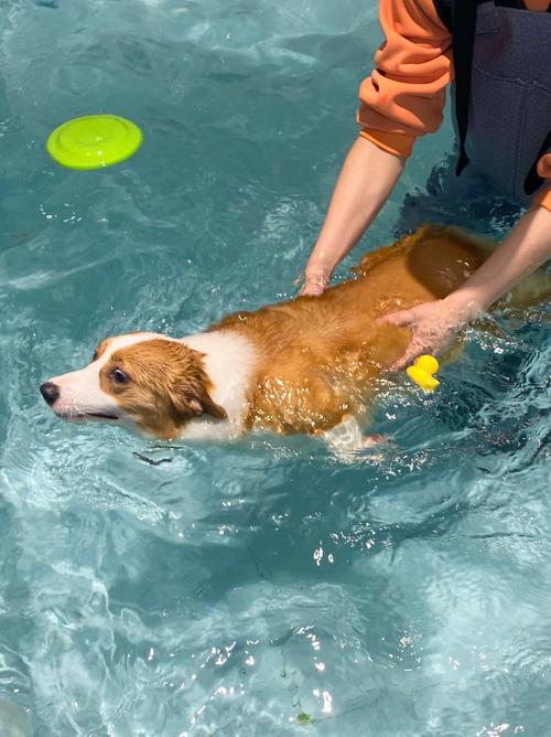 狗为什么天生会游泳,狗为什么天生会游泳人不会,狗子算是会游泳动物吗？