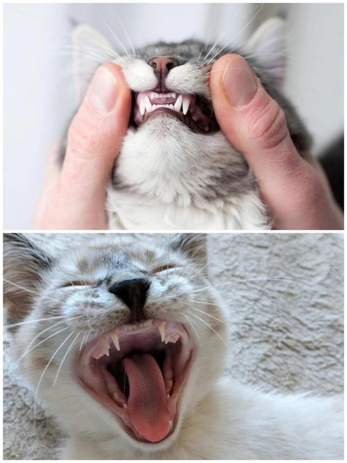 猫猫什么时候换牙,猫猫什么时候换牙齿,猫咪换牙什么时候？