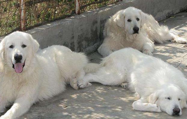 大白熊和萨摩耶的区别,大白熊和萨摩耶的区别图片,高加索,大白熊这2种犬哪一个更大些？