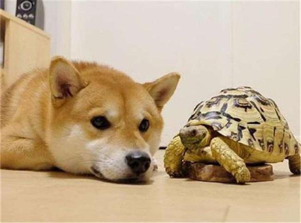 什么狗只认一个主人,什么狗只认一个主人别人都不能碰,认主的乌龟品种？