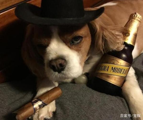 狗为什么不能喝酒,狗为什么不能喝酒,狗狗能喝白酒吗？