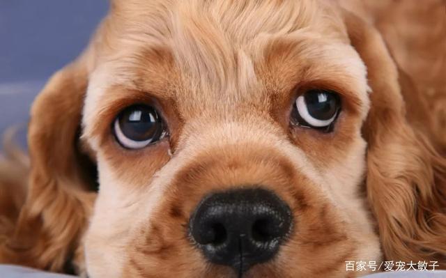 狗吃什么对眼睛好,狗吃什么对眼睛好的食物,狗狗流眼泪，眼睛有点蓝吃什么药？