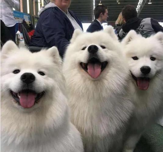 萨摩耶是雪橇犬吗,雪橇犬三傻是哪三傻,萨摩耶是什么型犬？