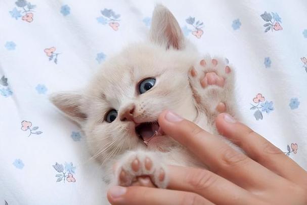 猫为什么不喜欢摸爪子,怎么确定猫认主人了,猫咪的爪子是不是不会随意给人摸？
