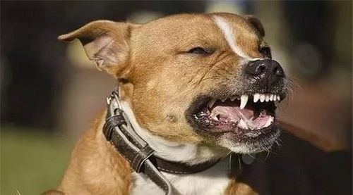 狗什么情况下会咬人,狗什么情况下会咬人不松口,平常非常听话的狗狗为什么突然会咬人？