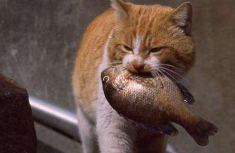 猫为什么能吃鱼刺,猫为什么能吃鱼刺不会卡住,为什么小猫吃鱼会把鱼刺吃进去？