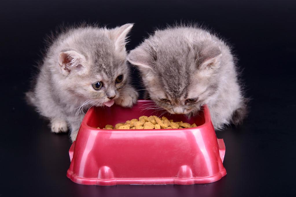 宠物猫一般吃什么,宠物猫一般吃什么食物,小猫崽可以吃些什么？