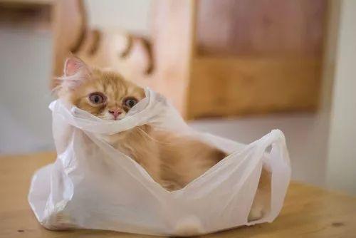 猫为什么喜欢舔塑料袋,猫为什么喜欢舔塑料袋?,猫咪吃塑料袋什么原因？