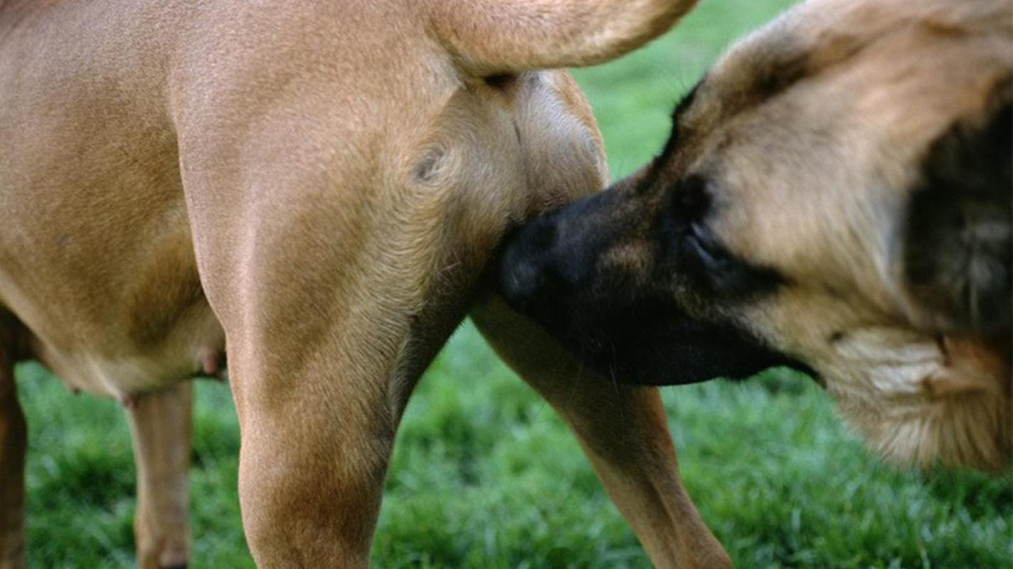 狗狗为什么喜欢闻屁股,狗狗为什么喜欢闻屁味,为什么公狗会去闻另一只狗的屁股呢？