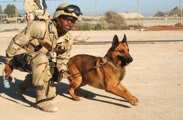 军犬一般是什么品种,军犬一般是什么品种的狗,军犬一般有那些品种？