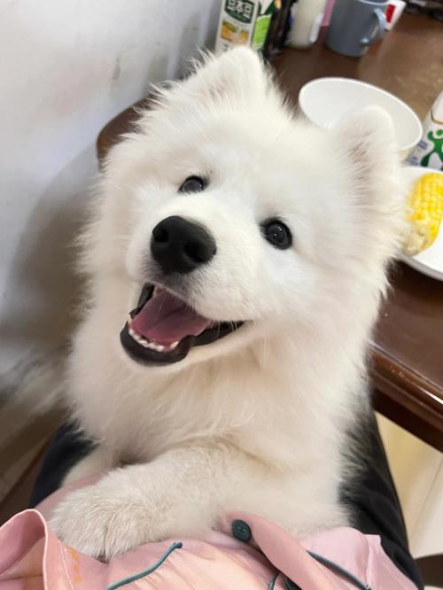 萨摩耶笑的照片,萨摩耶笑的图片,网上图片经常见到的抿嘴笑的白色的小狗是什么犬？
