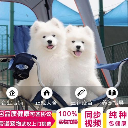 购买萨摩耶,购买萨摩耶幼犬时需要注意什么,萨摩锅具到底怎么样？