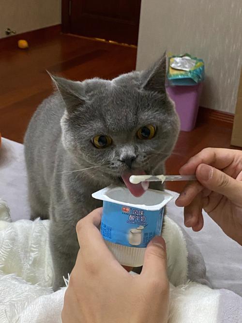 猫为什么喜欢喝酸奶,猫为什么喜欢喝酸奶呢,猫咪能喝酸奶吗？