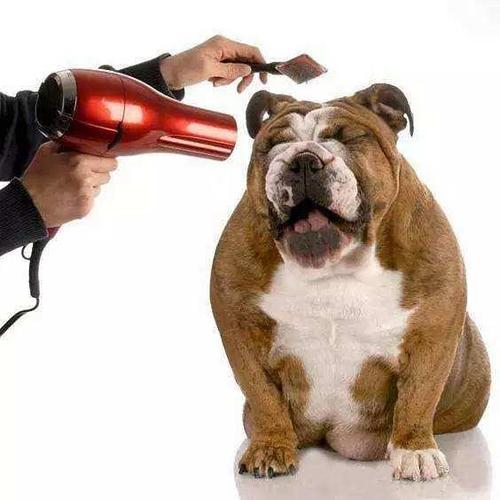 狗狗为什么怕吹风机,狗狗为什么怕吹风机吹毛吗,怎么让狗狗不怕吹风机？